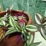 Tradescantia zebrina Листок