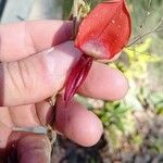 Kennedia rubicunda 花