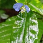 Commelina erectaFlor