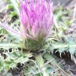 Cirsium acaulon Altro