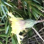 Scorzoneroides carpetana Flower