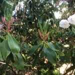 Rhododendron auriculatum Hoja