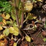 Saxifraga bulbifera Leaf