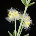 Galium serpenticum Flor