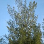 Casuarina equisetifolia Elinympäristö