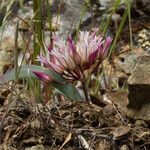 Allium falcifolium Kvet
