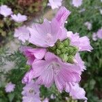 Malva alcea Flower