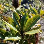 Banksia robur पत्ता