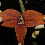 Aristolochia macrocarpa 花