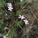 Phlox speciosa Hábito