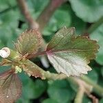 Hibiscus sabdariffa Blad