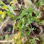 Commiphora schimperi برگ