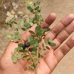 Phyllanthus reticulatus Fruit