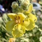 Verbascum sinaiticum Λουλούδι