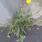 Crepis foetida Агульны выгляд