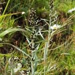 Omalotheca norvegica Flower