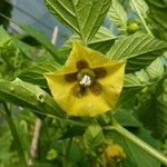 Physalis philadelphica Floro