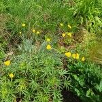 Achillea clypeolata Outro