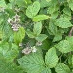 Rubus idaeusFuelha