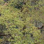 Acer campbellii Lapas