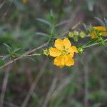 Heimia salicifolia Flor