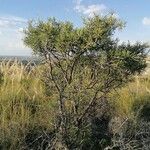 Rhamnus lycioides Συνήθη χαρακτηριστικά