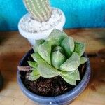 Haworthia cymbiformisЛист