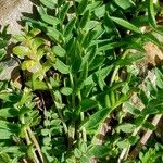 Oxytropis campestris Likasa