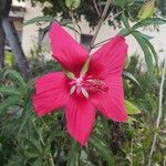 Hibiscus coccineus Blodyn