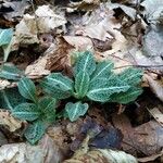 Goodyera pubescens Blatt