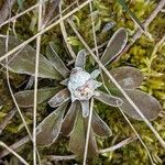 Antennaria neglecta Hostoa