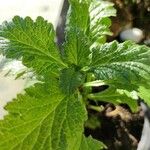 Verbena urticifolia Liść