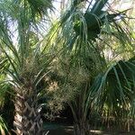 Sabal palmetto Kukka