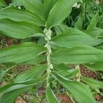 Polygonatum biflorum Φύλλο