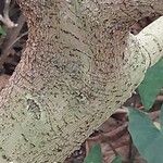 Ficus lutea Casca
