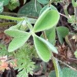 Oxalis exilis Blad