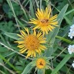 Inula salicina Kvet