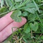 Centella asiatica पत्ता