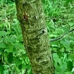 Celtis occidentalis Coajă