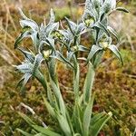 Chloraea magellanica Çiçek