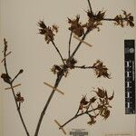 Acer caesium Other