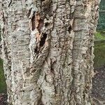 Quercus suber Bark