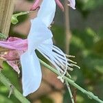 Oenothera gaura Flower