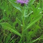 Centaurea montana موطن