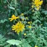 Hieracium prenanthoides Flower