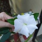 Thunbergia fragrans Květ