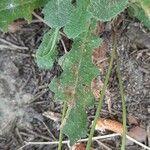 Hieracium gouanii Blatt