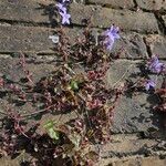 Campanula garganica Hábito