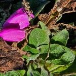 Digitalis thapsi Kwiat