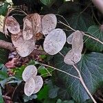 Lunaria annua Fruit